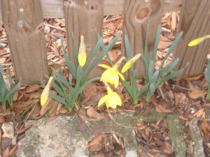 flower early daffodil