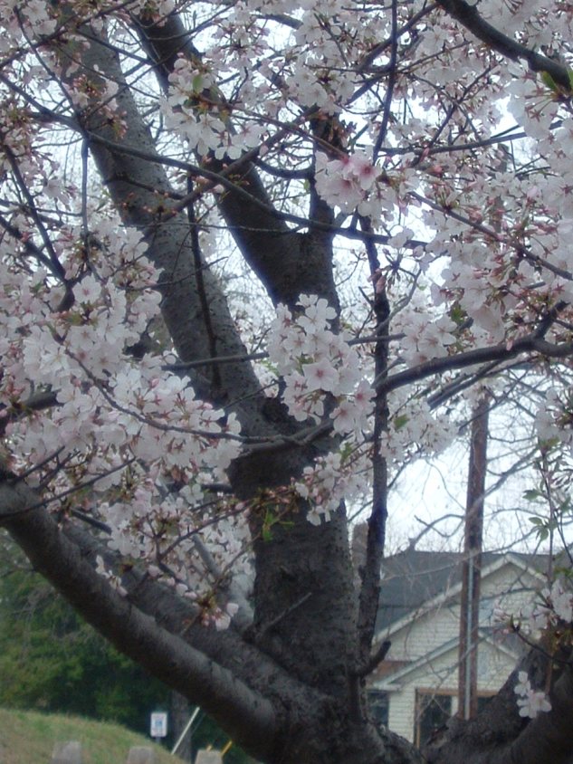 tree flowers
