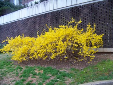 yellow bush flower