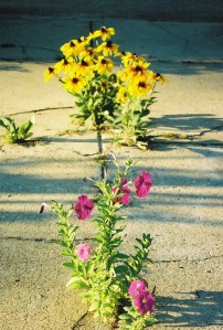 yellow flowers on walk 3