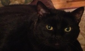 jaz cat golden eyes2